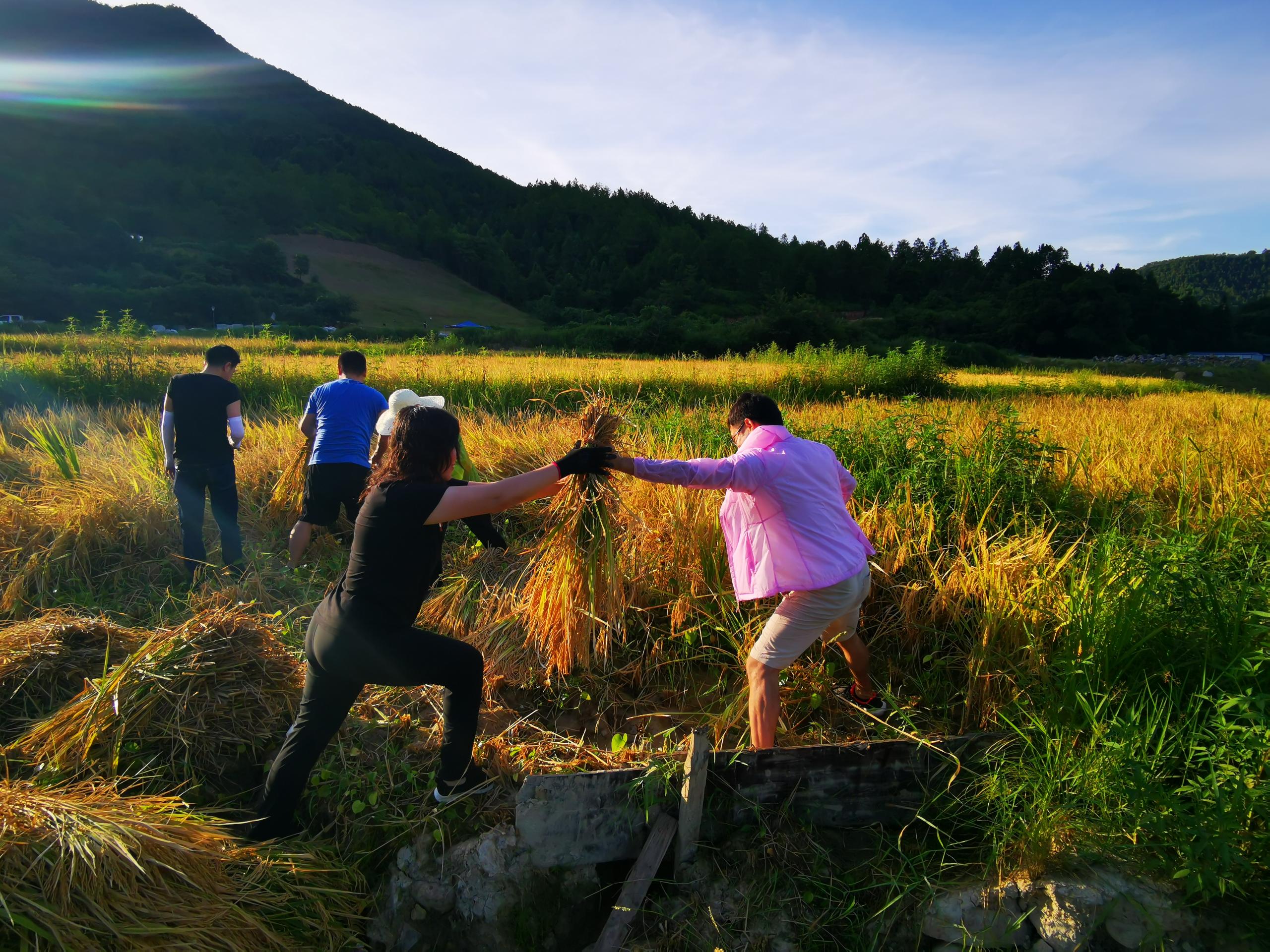 1598323851304373.jpg 稻田里的随想1.jpg